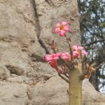 WhatsApp Image 2025-09-16 at 13.24.20