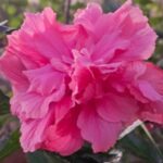 WhatsApp Image 2025-09-16 at 13.24.30