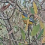 WhatsApp Image 2025-09-16 at 13.24.33