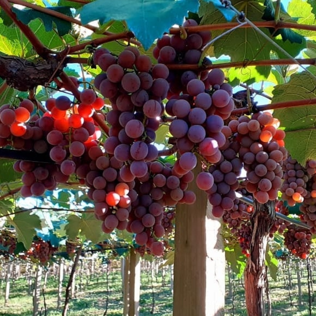 Screenshot_20240810_171353_Instagram